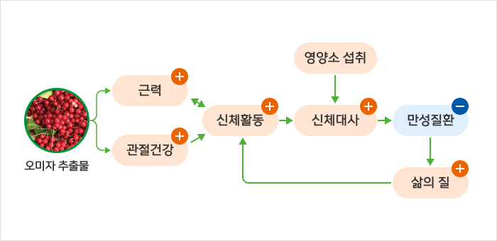 오미자추출물의 근력 개선 기능성 개별인정서